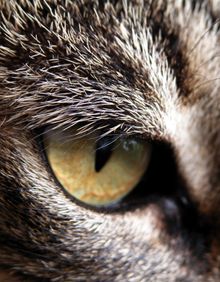 A close-up of a cat's eye