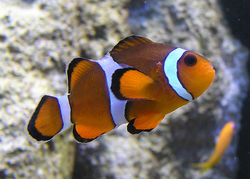 Marlin, Coral, and Nemo are Percula Clownfish.