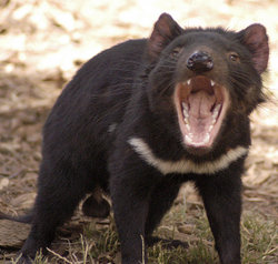 A male Tasmanian Devil.
